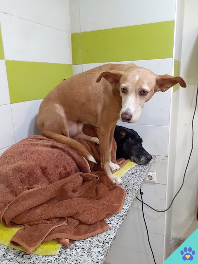 4Pates Peluquería Canina - Masamagrell