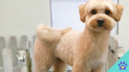 Atlántida Peluquería y Estética Canina - A Coruña
