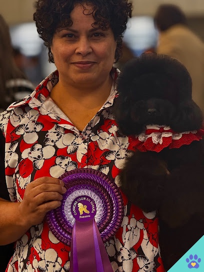 Avenida Poodle - A Coruña