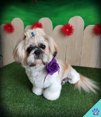 Byteldog Peluqueria Canina - Baza
