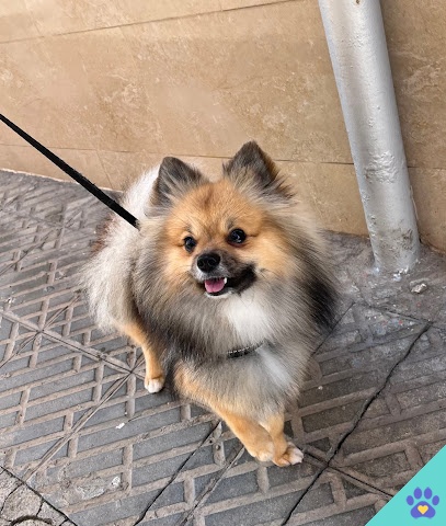 Can Nora - Inca