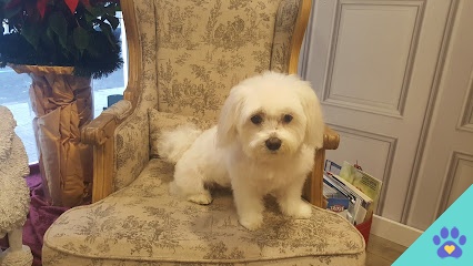 Cão - Zamora