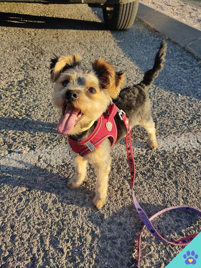 Carmen Torres Estilista Canina - Alhama de Murcia