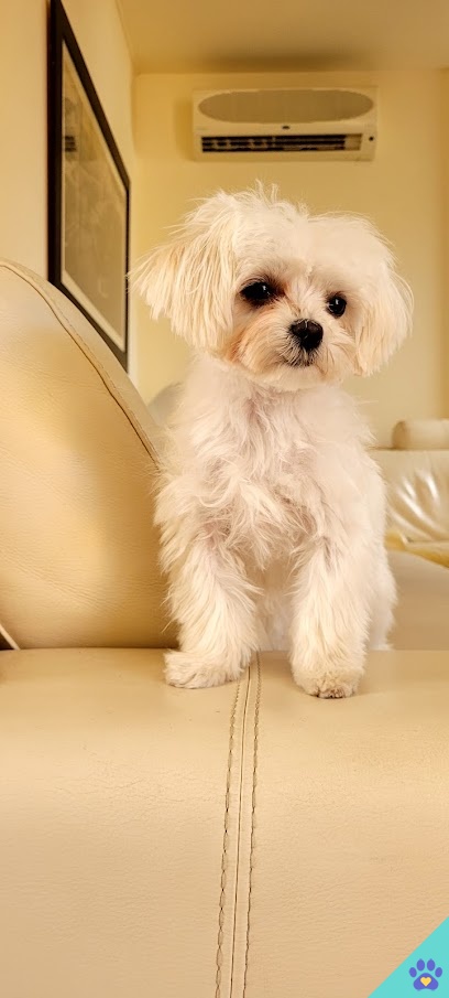 Chic doggy - Cubelles