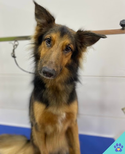 Cova & Roni Peluqueria canina - Ceuta