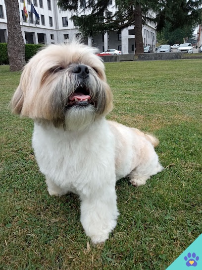 Dogger Dog Designers S.L - Oviedo