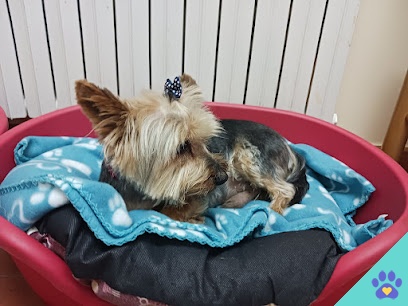 Dolce Can Peluqueria & Canina - Vigo