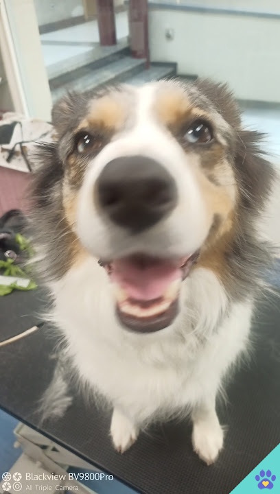 DoviCan Peluqueria Canina - Rivas-Vaciamadrid