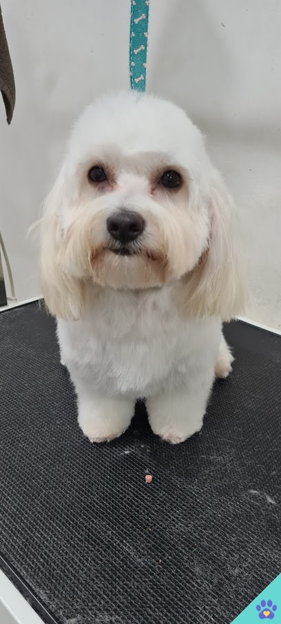 El Palau De Les Mascotes - Jávea