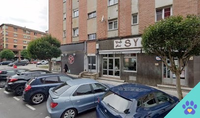 El perru verde Gijón - Gijón