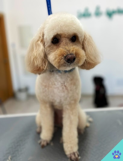 El rincón de Otto Peluquería canina - Guadix