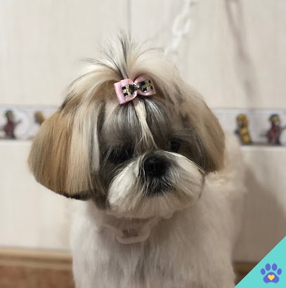 el salon canino - Elche