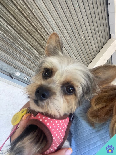 Hakuna Matata Peluquería Canina - Málaga