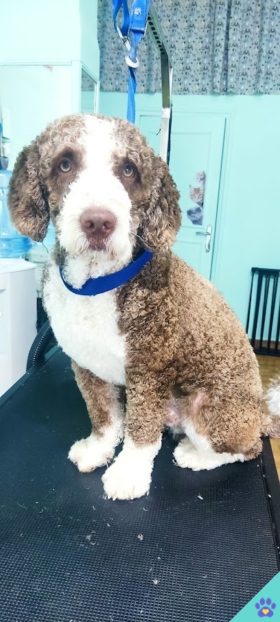 Irene Flores - Peluquería Canina - Jerez de la Frontera