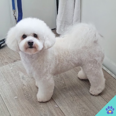 Knock Knock Dog for small dogs - Marbella