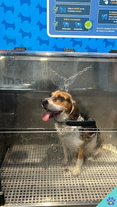 Lavakan | Spa per mascotes - El Masnou