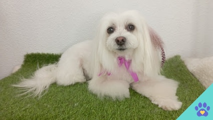 Lifestyle Belleza Canina - San Juan de Alicante