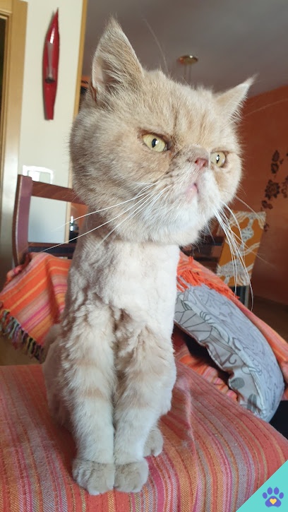 MascoEder - Peluquería de Mascotas - Rivas-Vaciamadrid