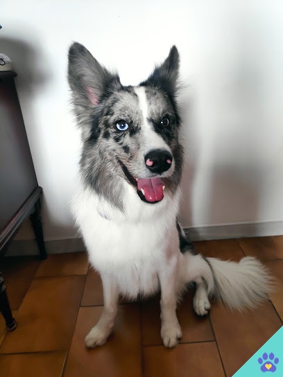 Oh My Dog ! - Lucena