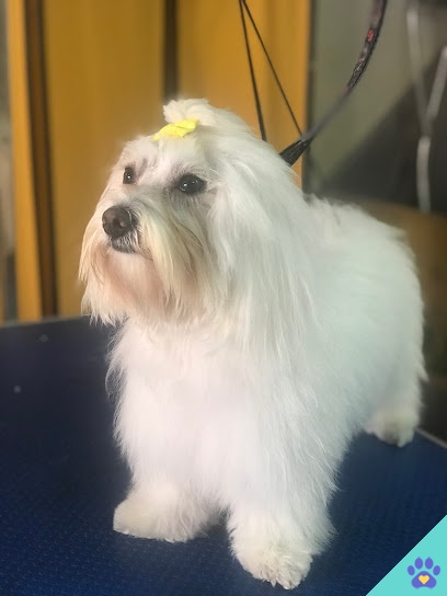 Paws peluqueria canina y felina - El Campello