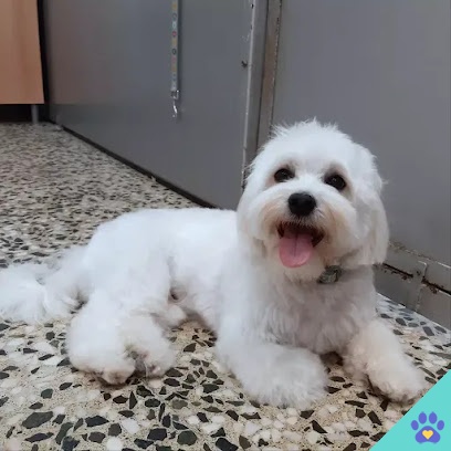 Pelsdegos. Perruqueria canina - Tarragona