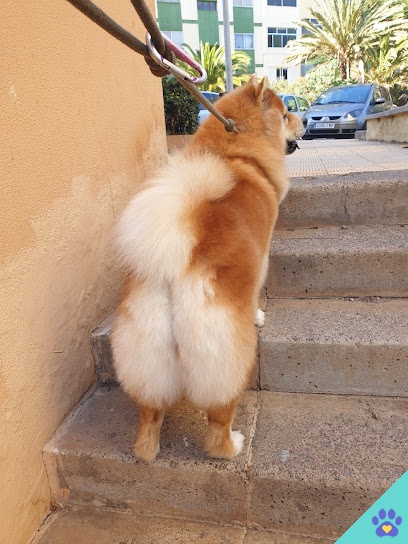 Peludogs | Peluquería canina en Tenerife - Santa Cruz de Tenerife