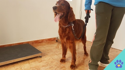 PELUQUERIA CANINA 360 - Denia