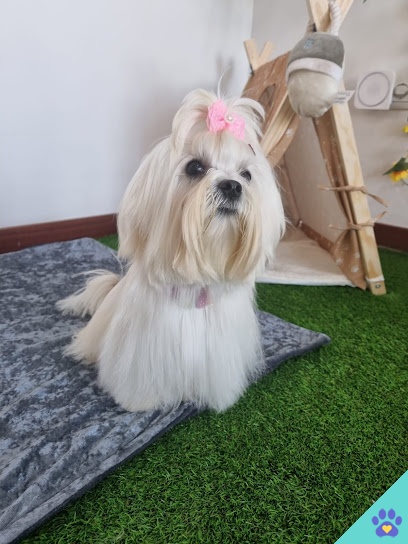 Peluquería canina ADOGrables - Roquetas de Mar