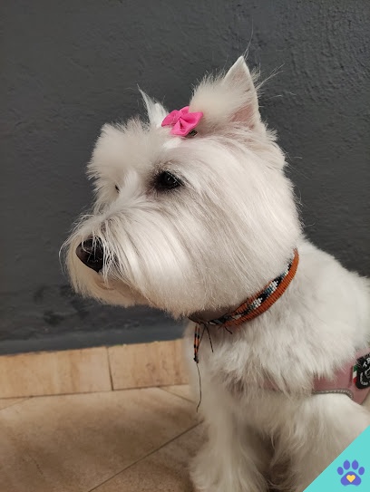 Peluquería Canina Aigua I Sabo - Benetúser