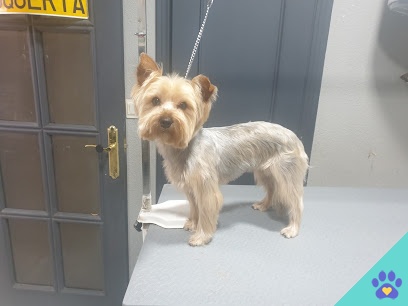 Peluquería canina Baguira - Soria