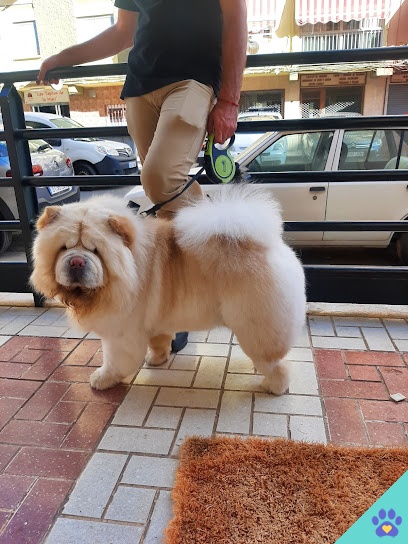 Peluquería Canina Bichitos - Málaga