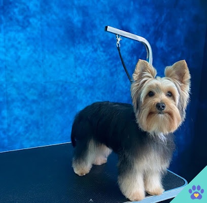 Peluquería Canina Cali’s - San Antonio Abad