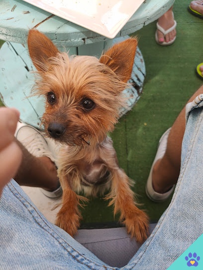 Peluquería Canina Canine Stylist - Meco