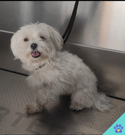 Peluquería canina Carbajosa. Guau! Qué pelos - Carbajosa de la Sagrada