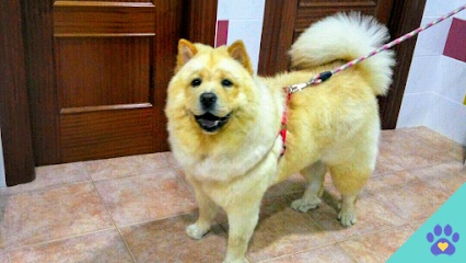 Peluquería Canina Coquetos - Cabra