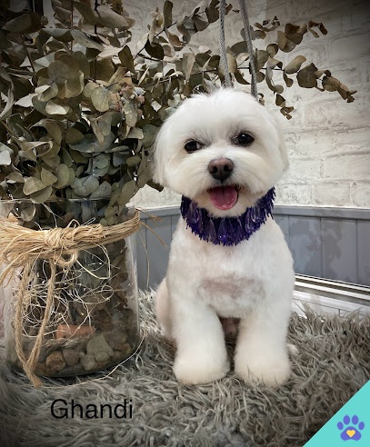 Peluquería Canina El Karmelo - Bilbao