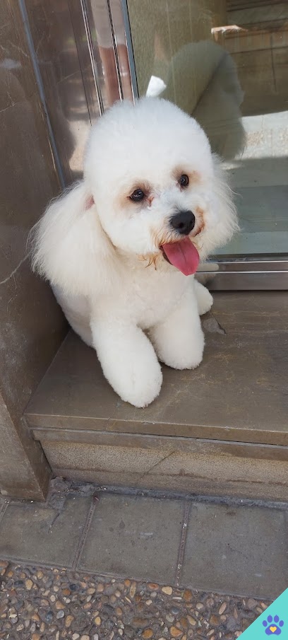 Peluquería Canina Enrique - Granada