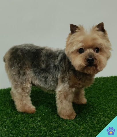 Peluquería Canina - Fuente del Campo - Moratalla