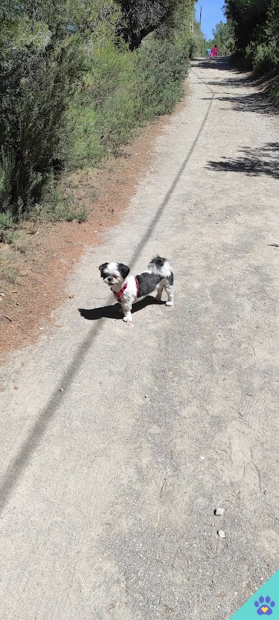 peluqueria canina ladridos - Ibiza