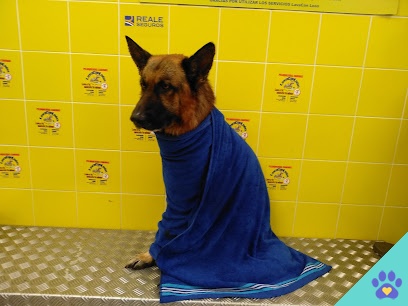 Peluquería canina LavaCanLeón - León
