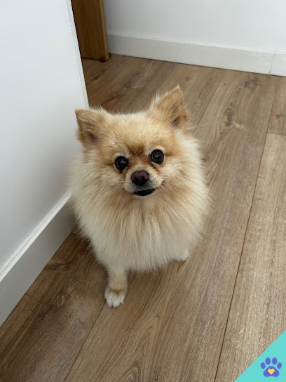 Peluquería Canina Luna - Torrejón de Ardoz