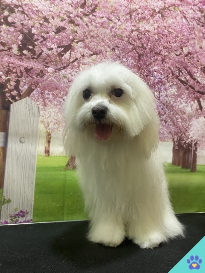 Peluqueria Canina Mi Reina - Cartagena