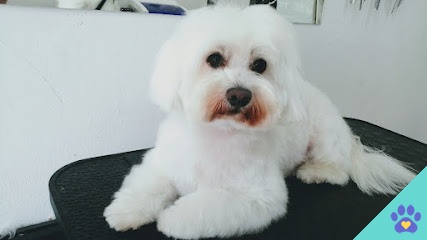 Peluqueria Canina MIMI - Cunit