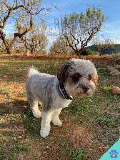 Peluqueria Canina Mimitos - Estepona