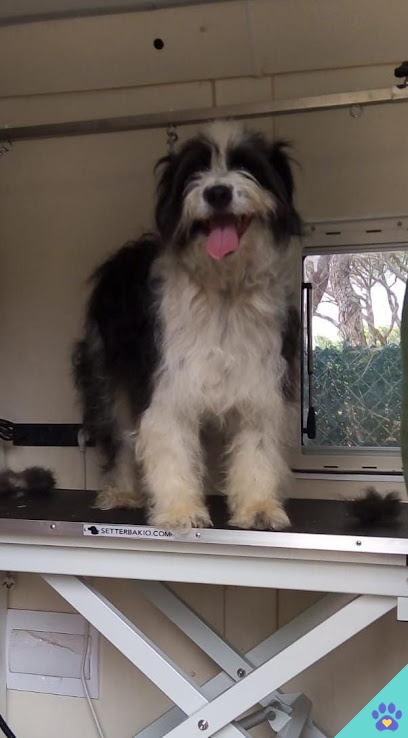 Peluquería canina móvil entre huellas - Aldeamayor de San Martín