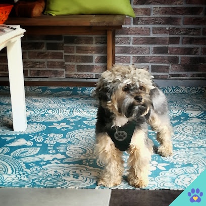 Peluqueria Canina Obarenes - Miranda de Ebro