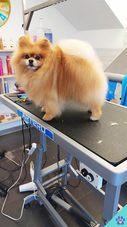 Peluqueria Canina Peludos - Ayegui