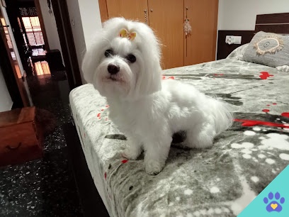 Peluquería Canina Pelukan - Cuart de Poblet
