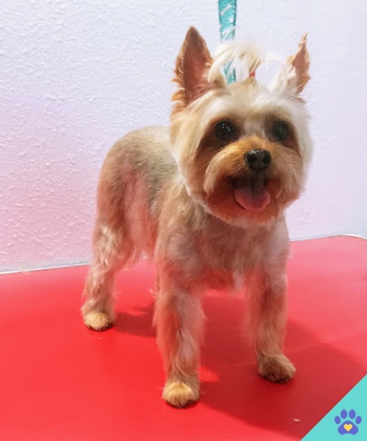 Peluqueria Canina 