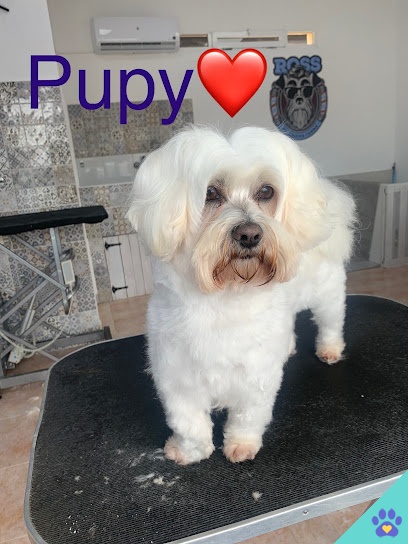 Peluquería canina Ross - Torrevieja